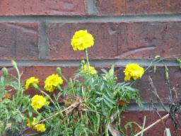 Yellow Marigold again.JPG